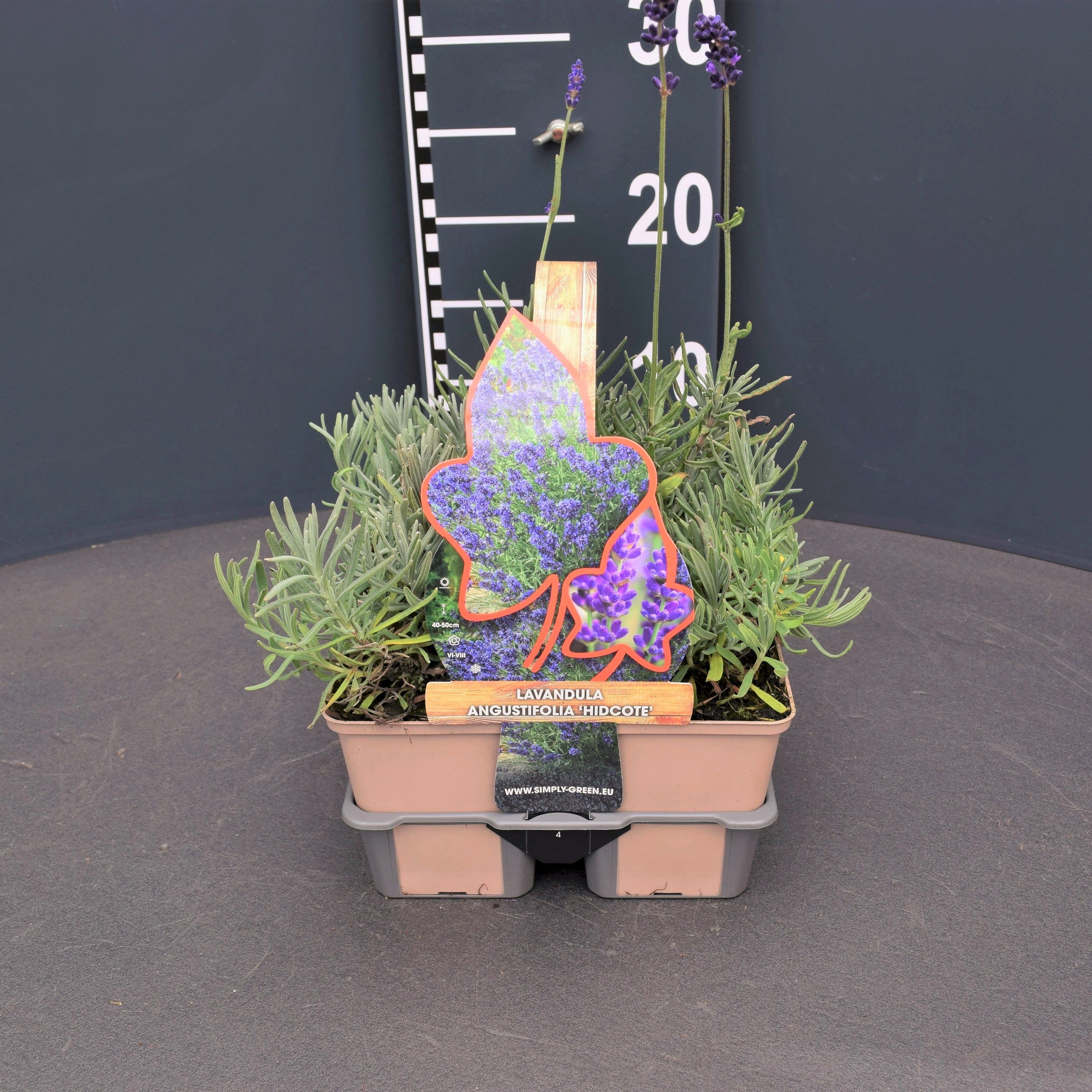Lavandula angustifolia 'Hidcote' 4 pack