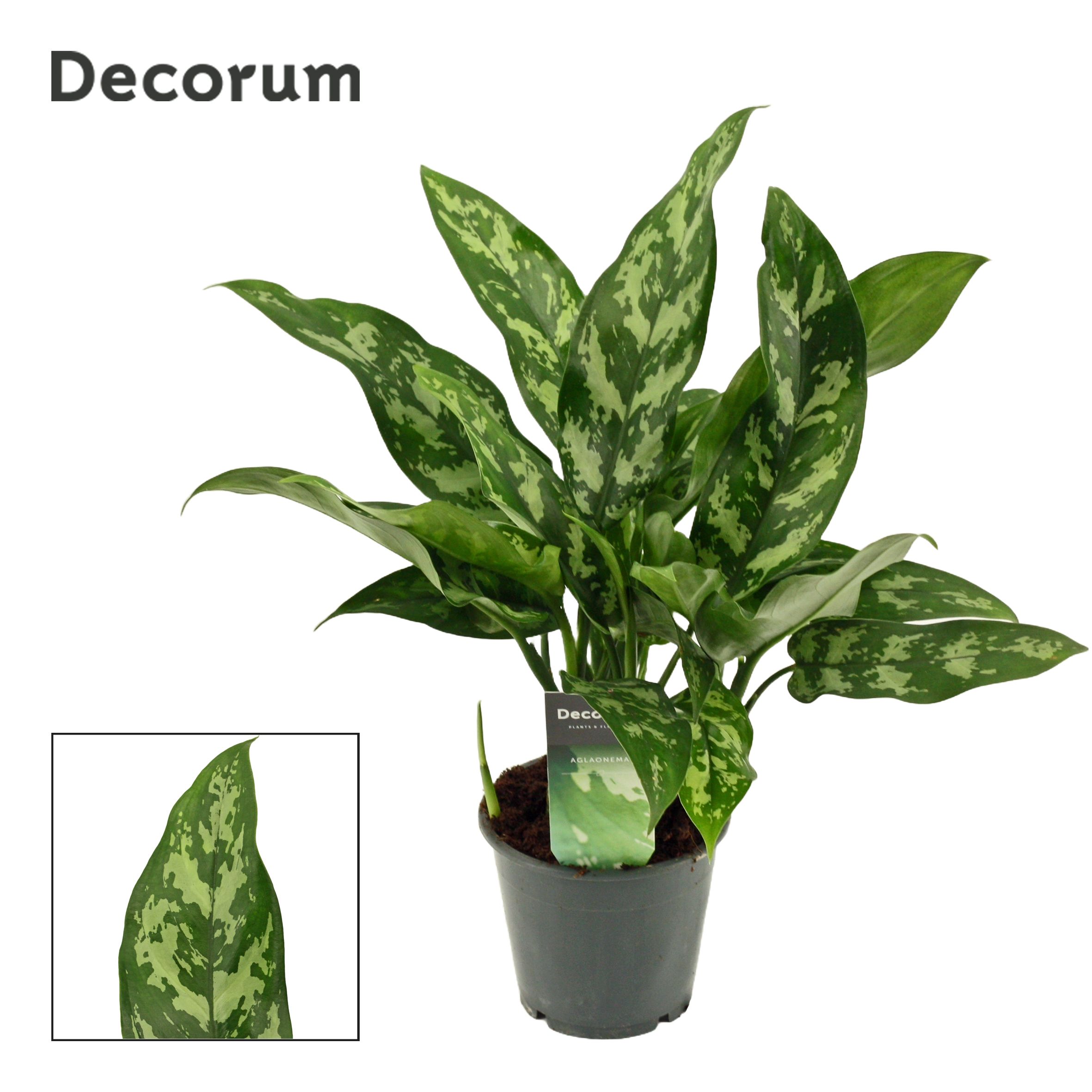 Aglaonema 'Maria' decorum
