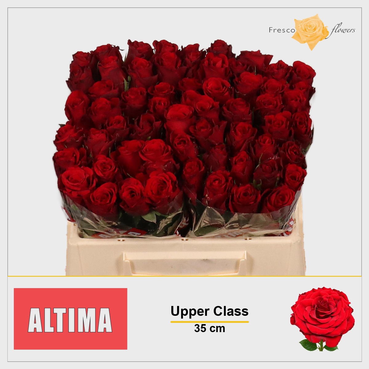 Rosa Upper Class 35cm