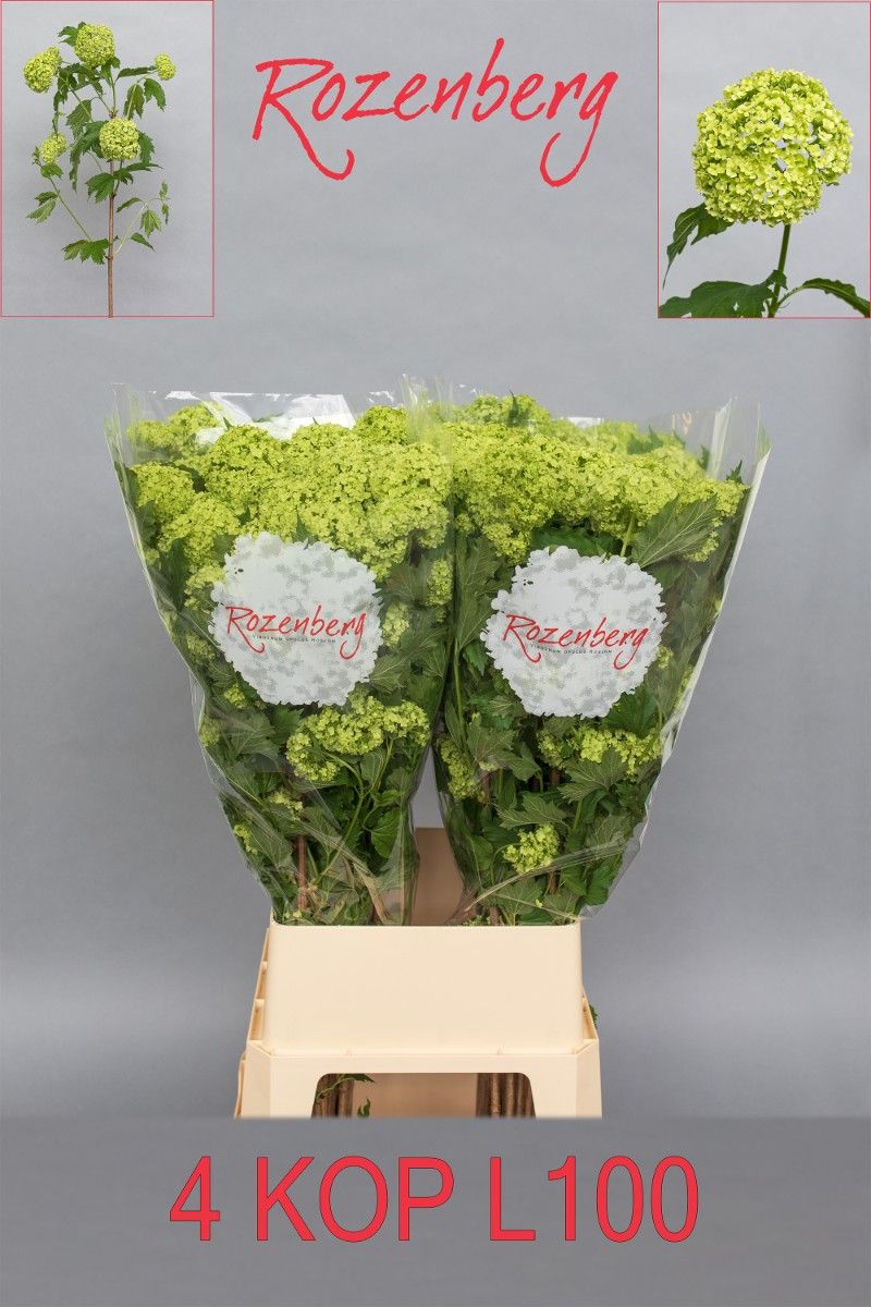Viburnum Roseum St