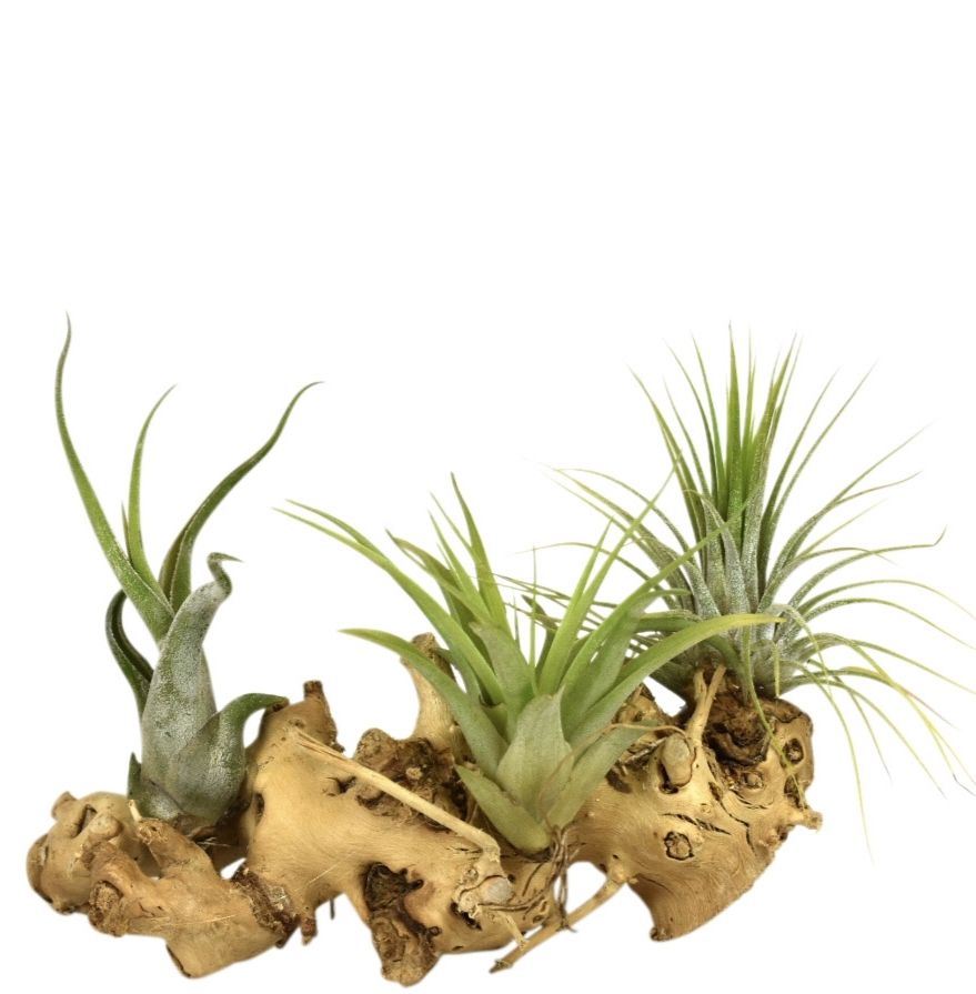 Arr Tillandsia 12P 12H 11bloei