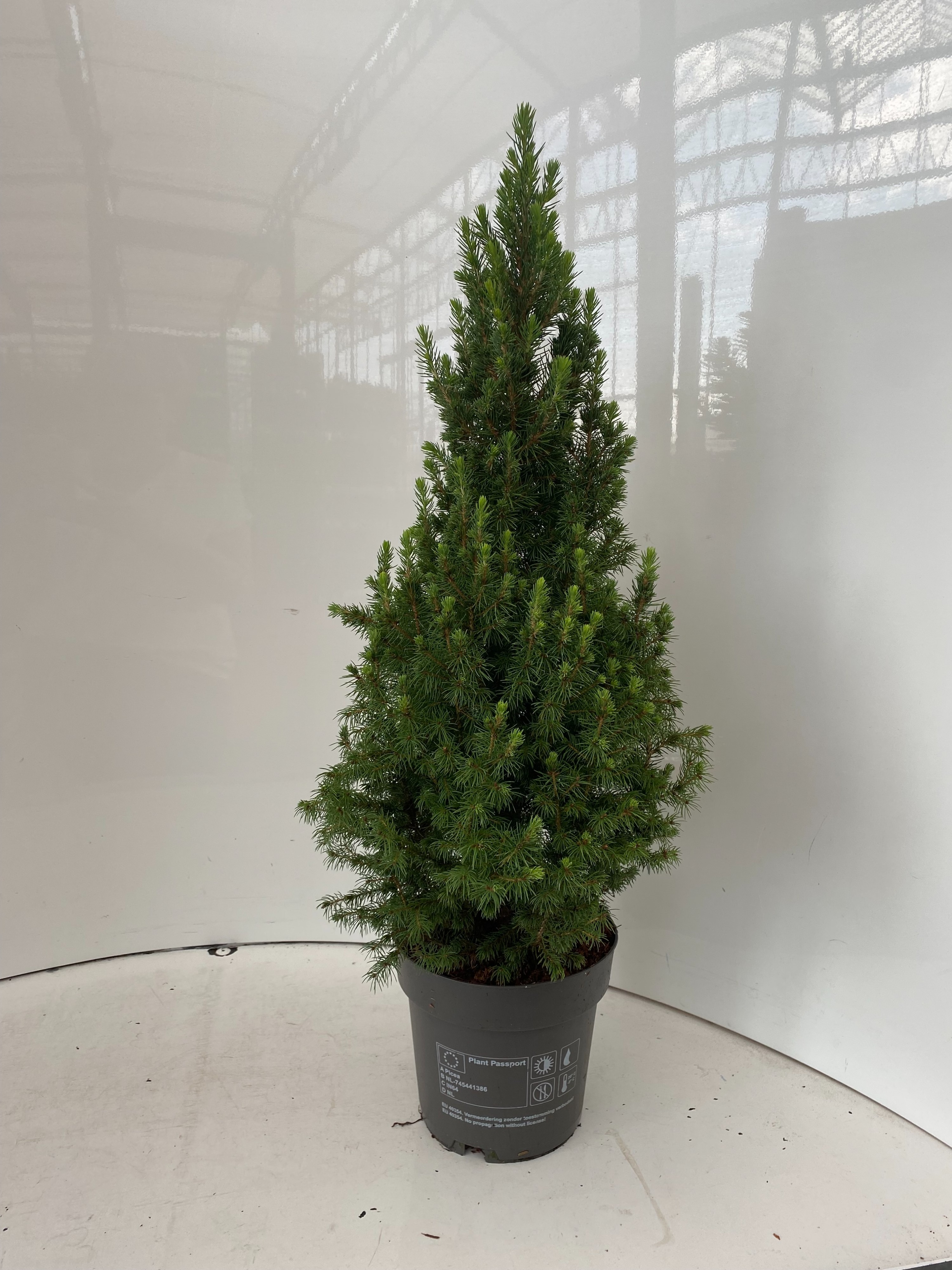 Picture of Picea glauca Perfecta P19 (3 Ltr)