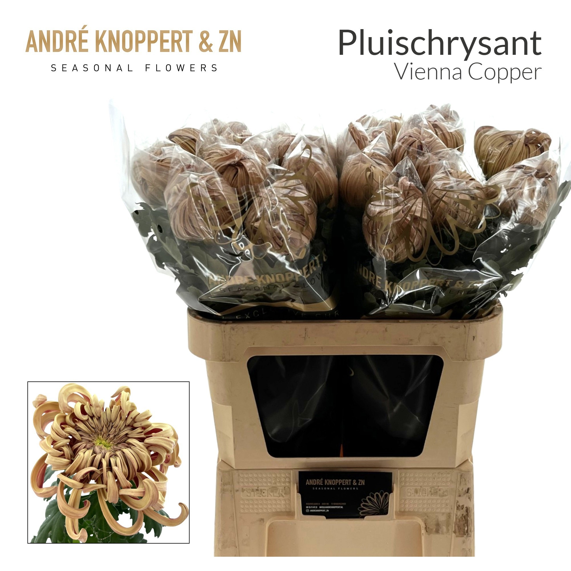 Chrys Single Vienna Copper 80cm 195gram