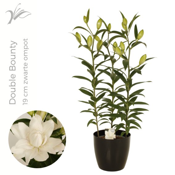 Lilium Double Bounty 19 Cm Zwarte Ompot (or. Lelie