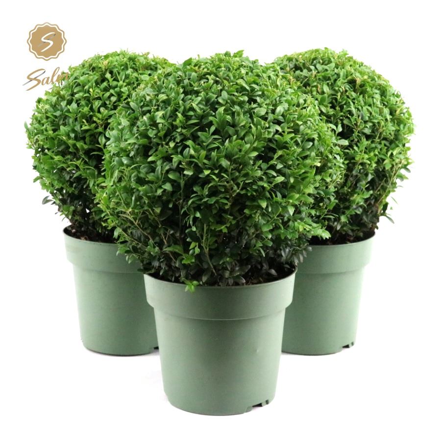 Picture of Buxus semp. Ball Ø25cm P21
