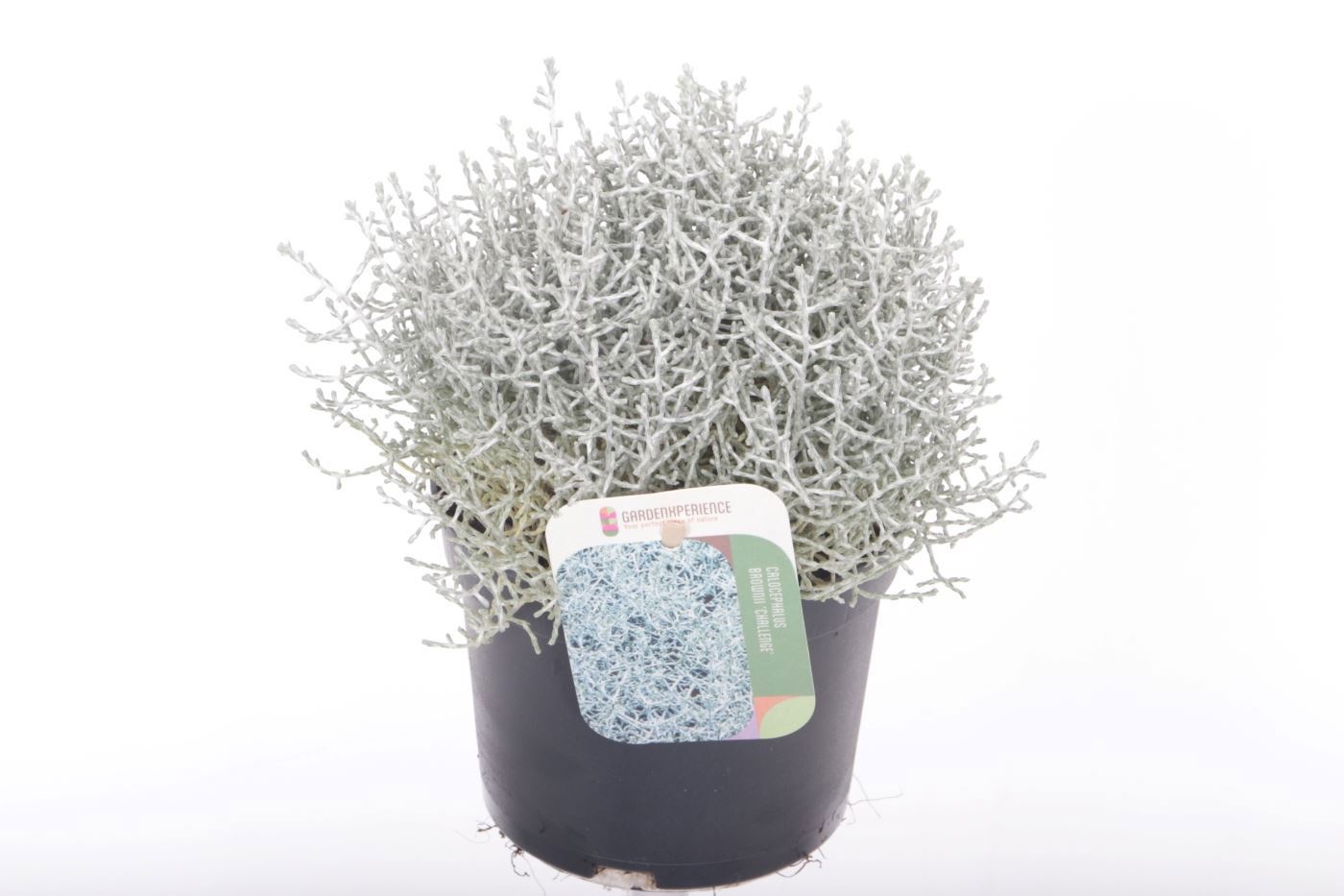 Leucophyta brownii 'Challenge'