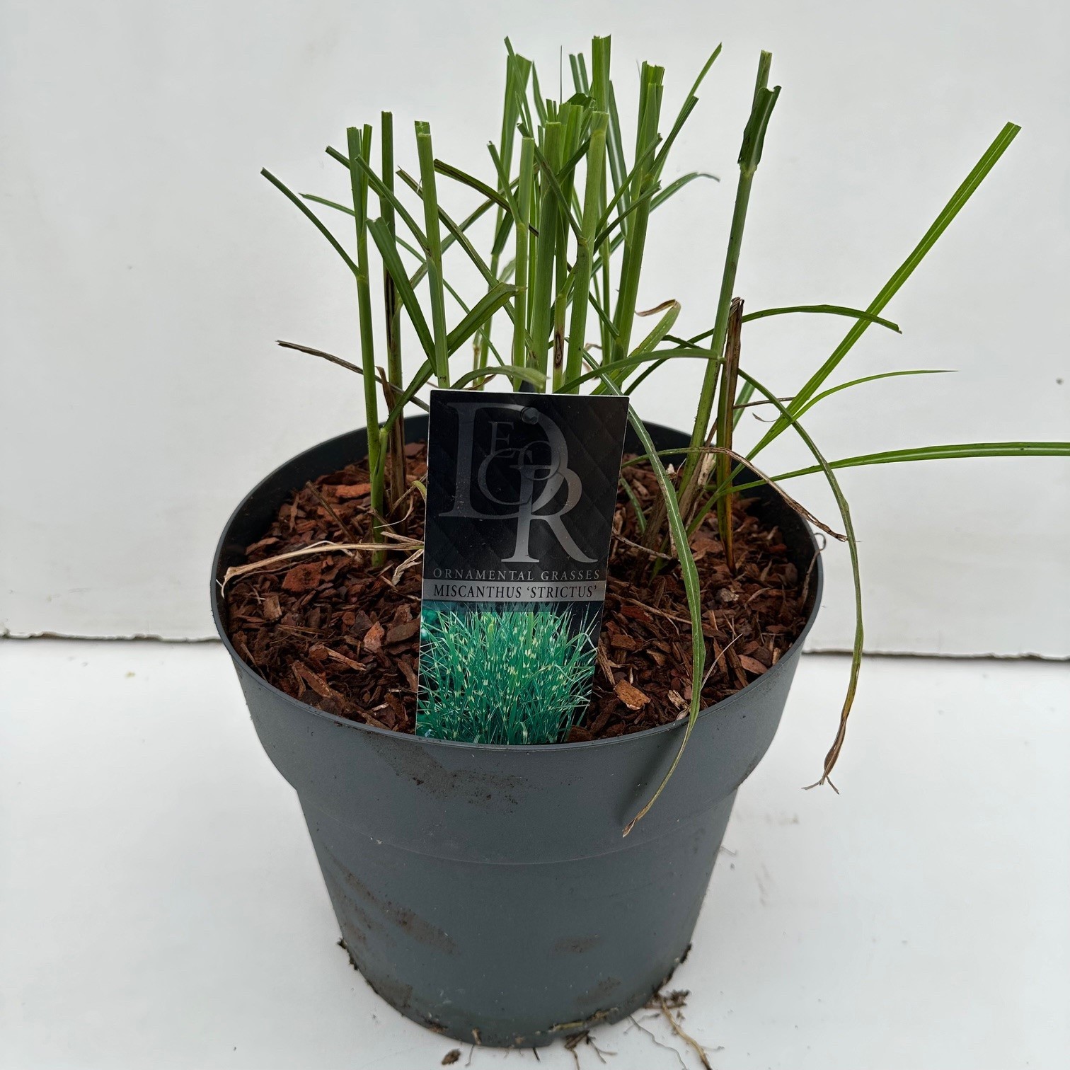 Picture of Miscanthus Strictus P29 (10 Ltr)