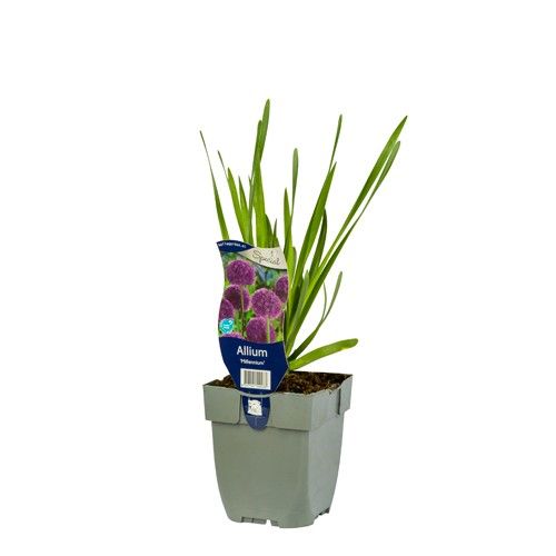Allium 'Millennium'