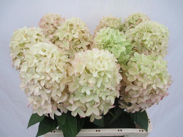 Hydrangea Candle 60cm 14Ø