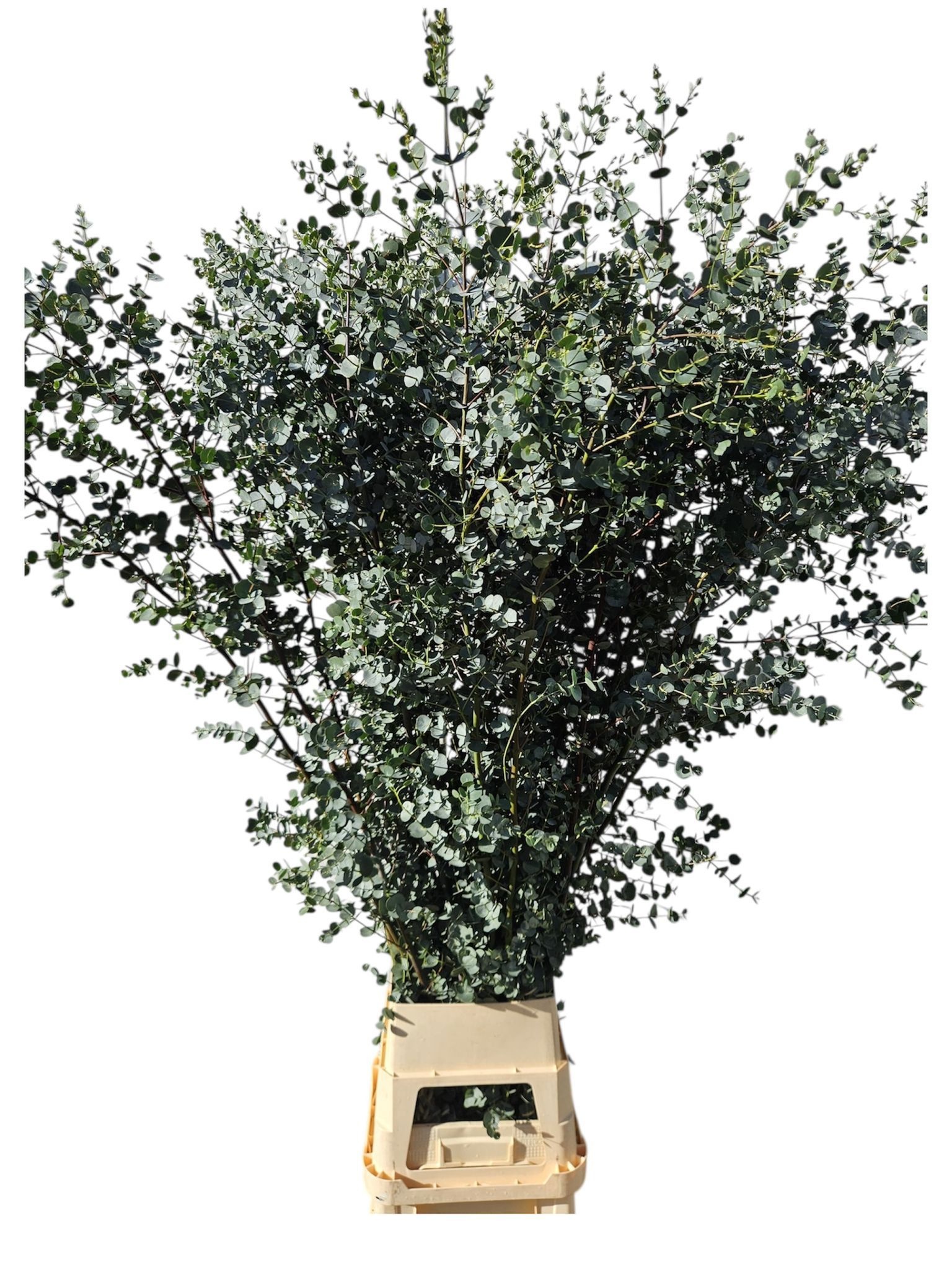 Euca Gu Azura 225L.cm