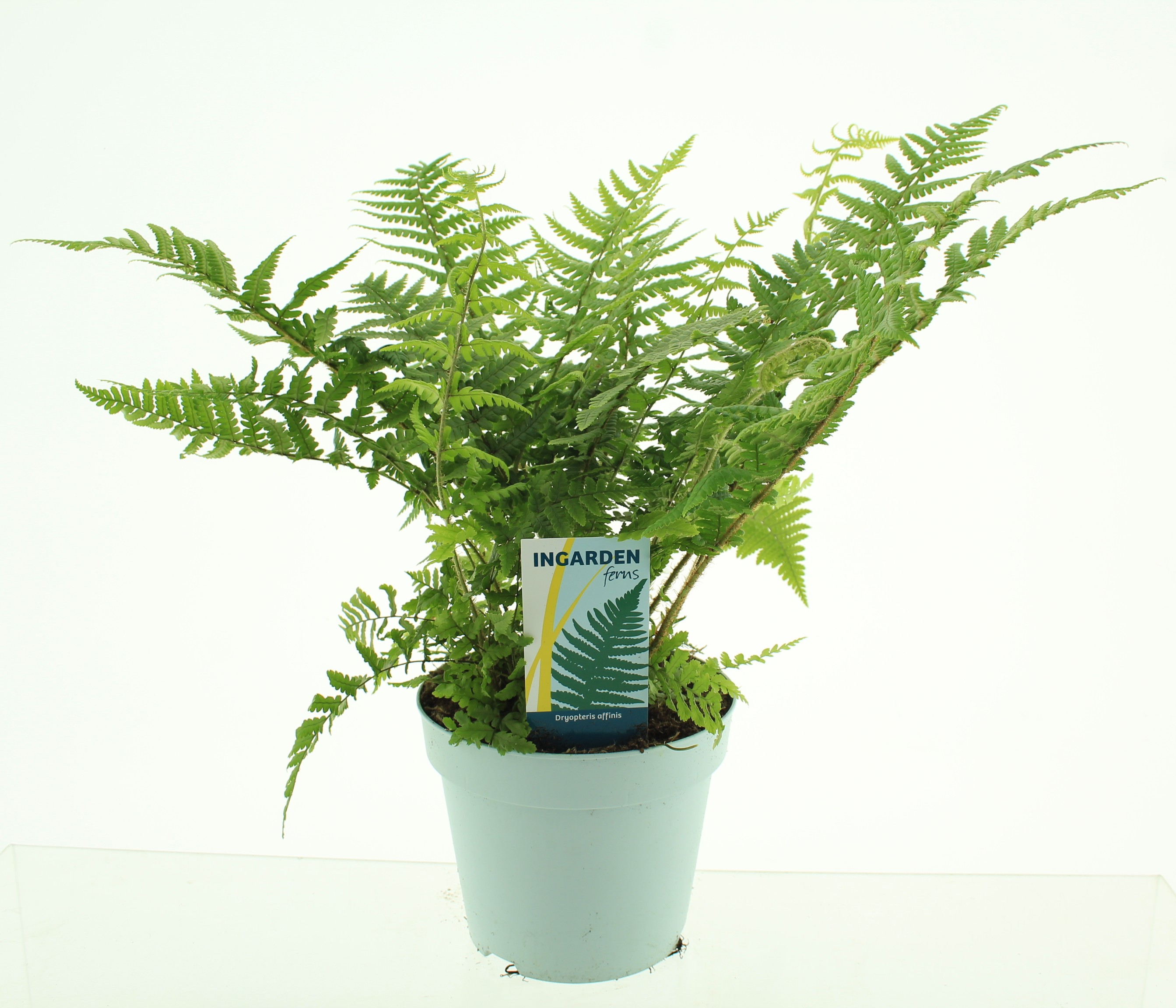 Picture of Dryopteris affinis