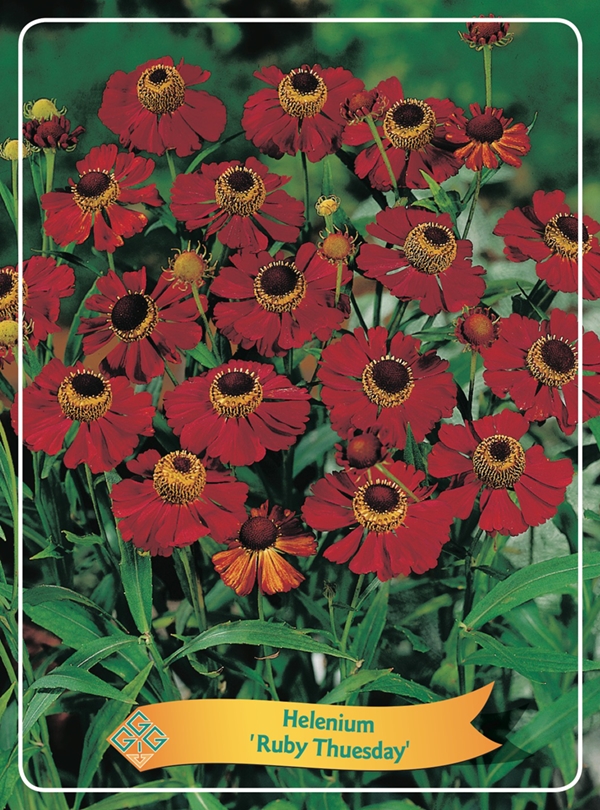 Picture of Helenium Mix 6x10 srt. per shelve P11