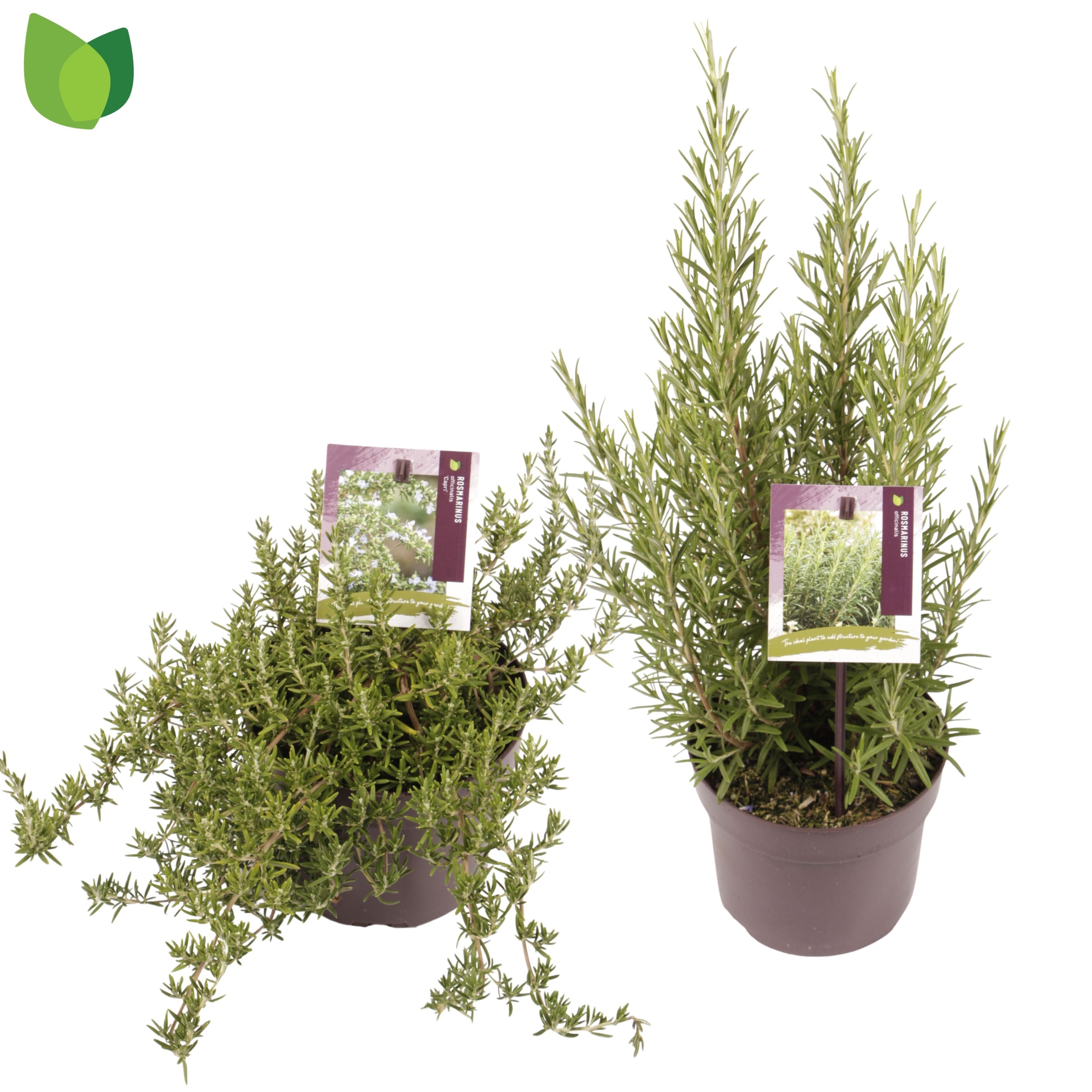 Rosmarinus officinalis / MIX