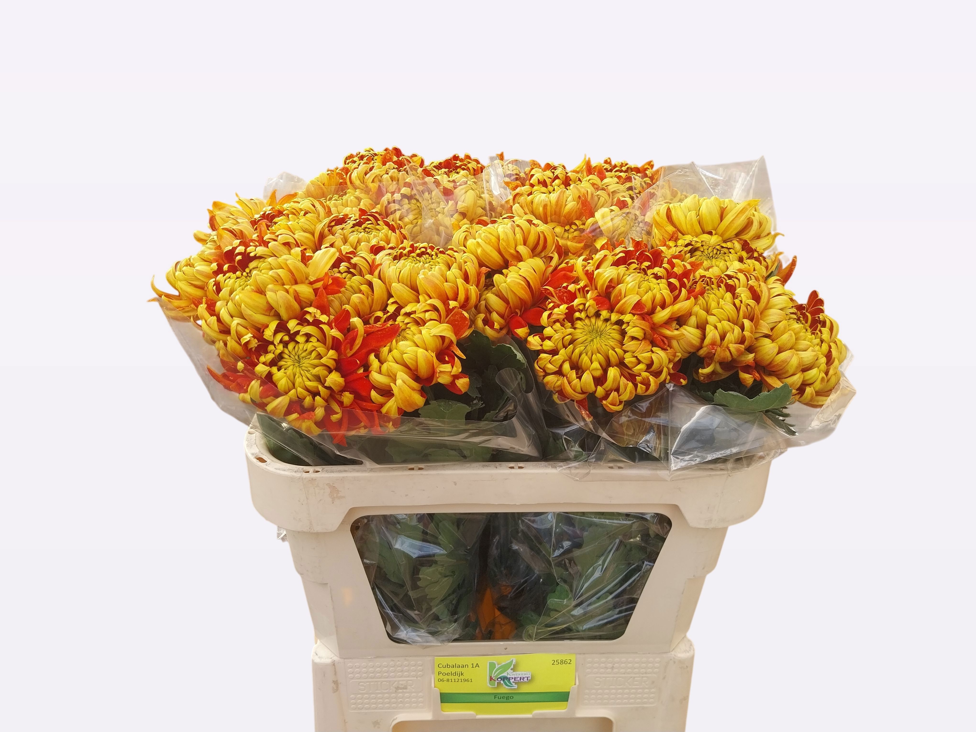 Chrys Single Fuego 70cm 70gram