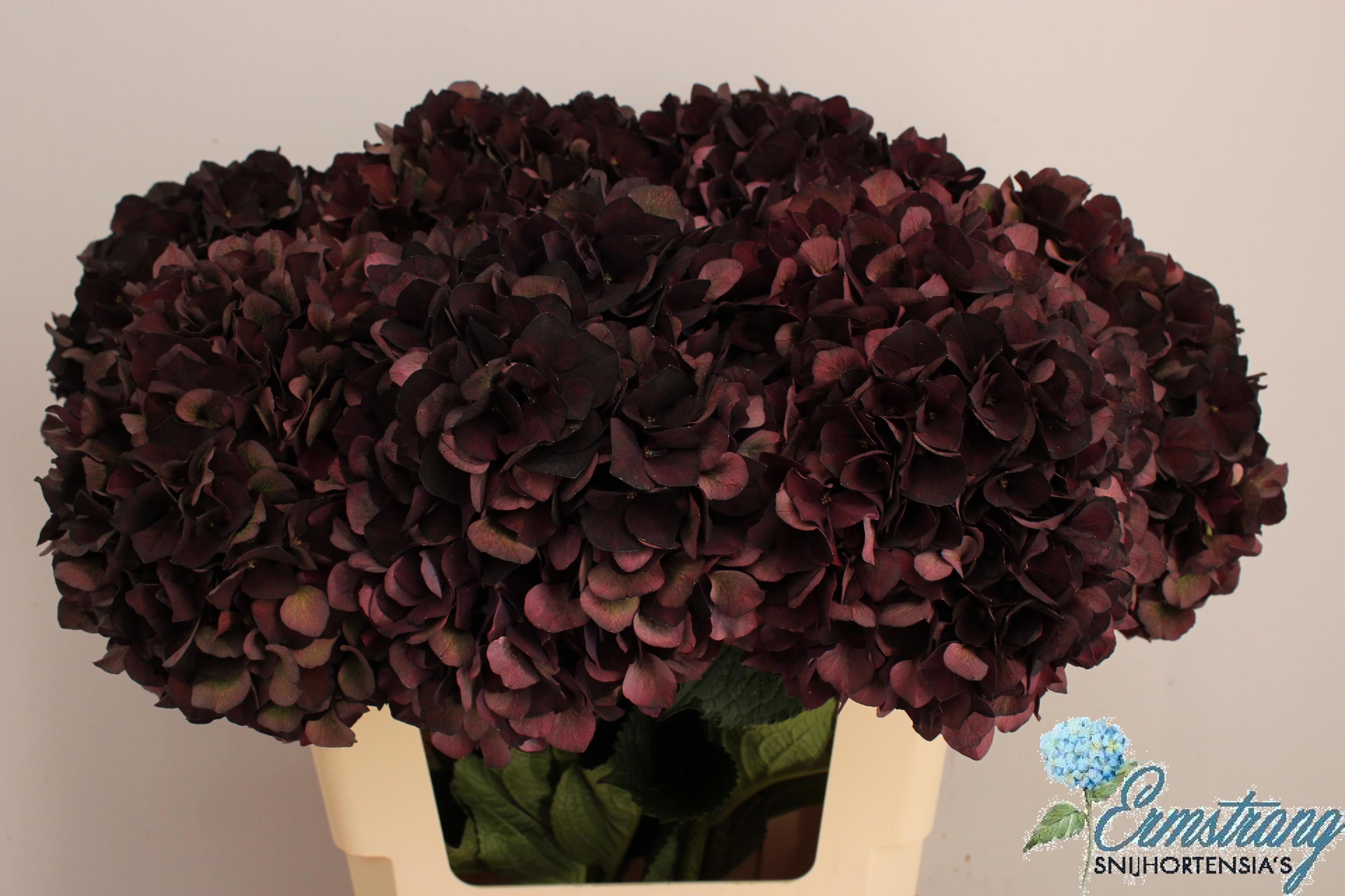 Hydrangea Dark Ruby Classic 60cm 18Ø