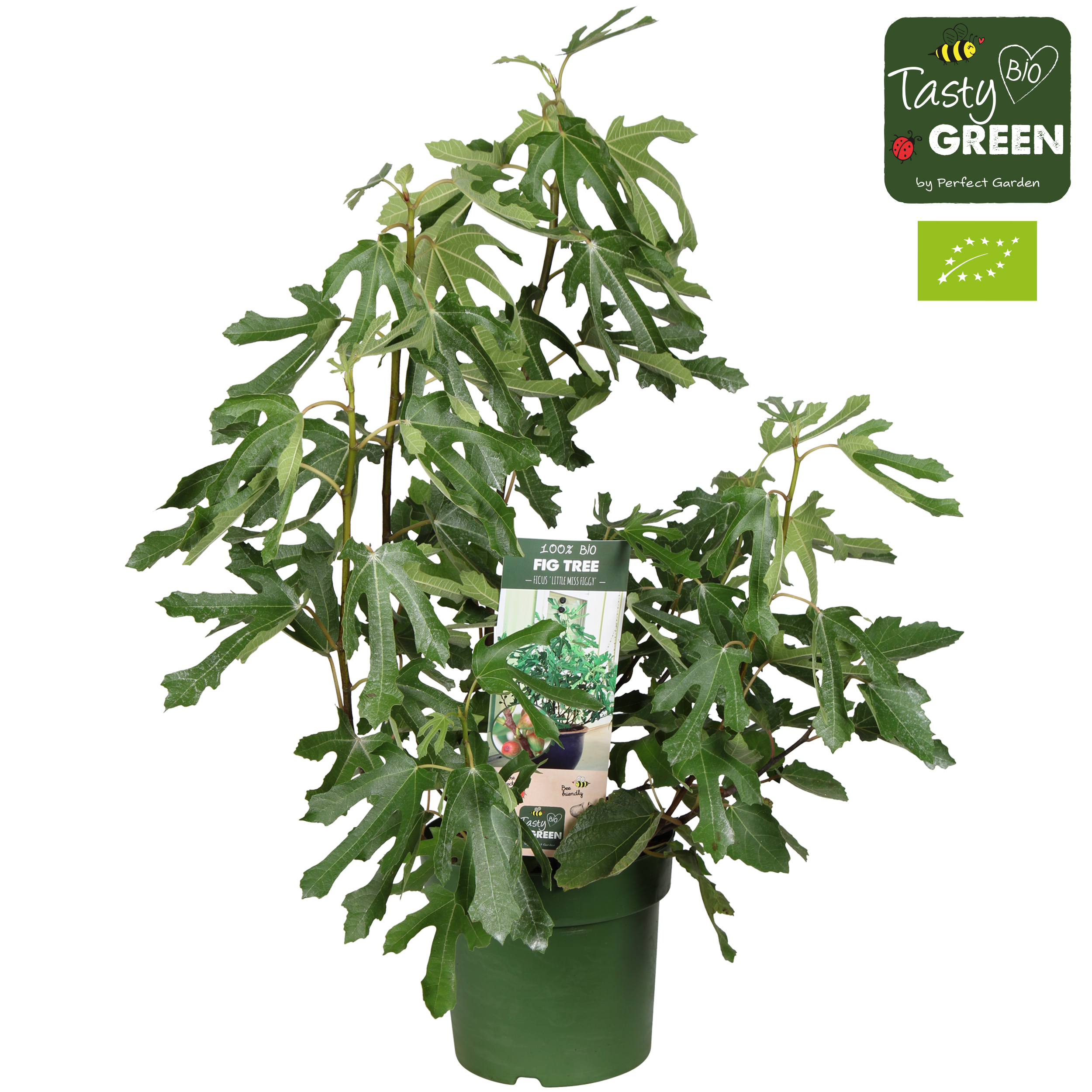 Picture of Ficus carica Little Miss Figgy P23 (5 Ltr) organic