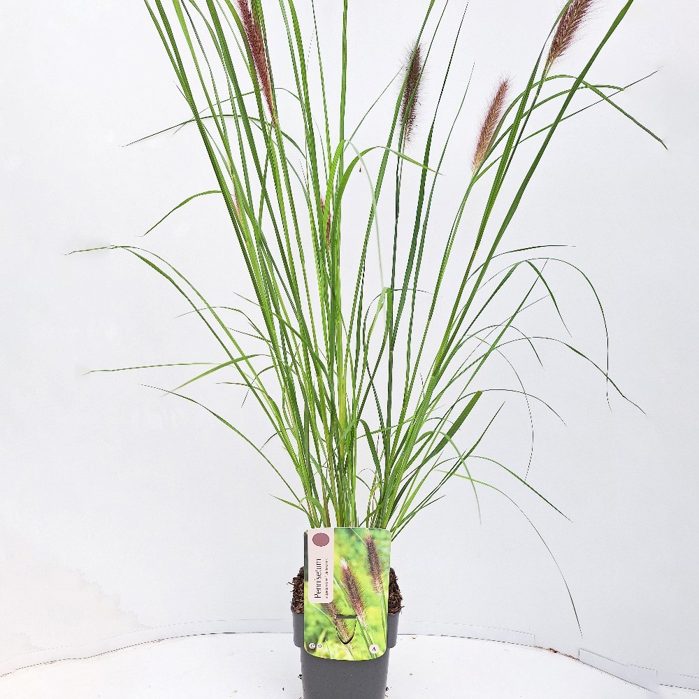 Pennisetum alopecuroides f. viridescens