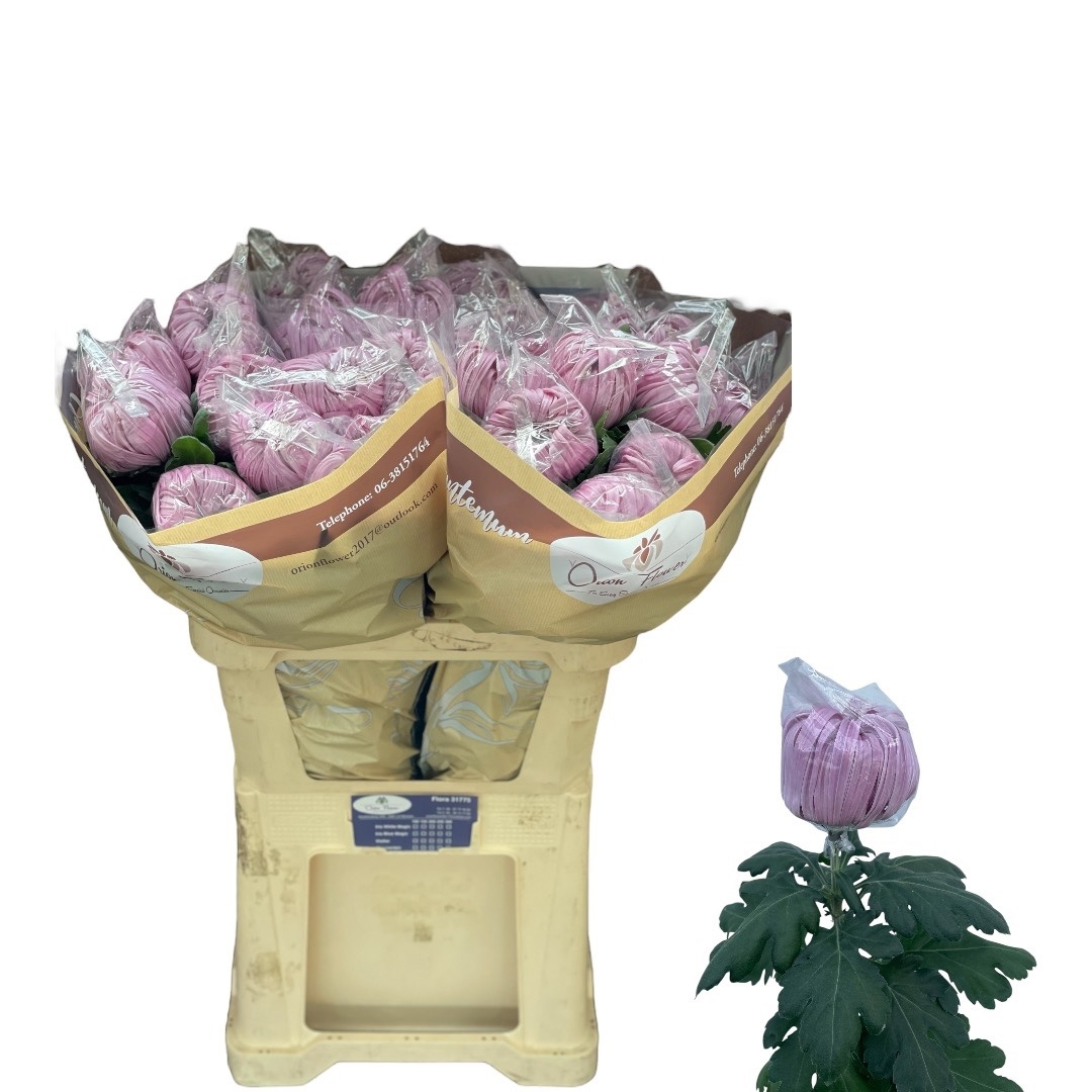 Chrys Single Vienna 80cm 130gram
