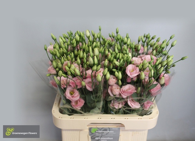 Eus G Rosi Rose Pink