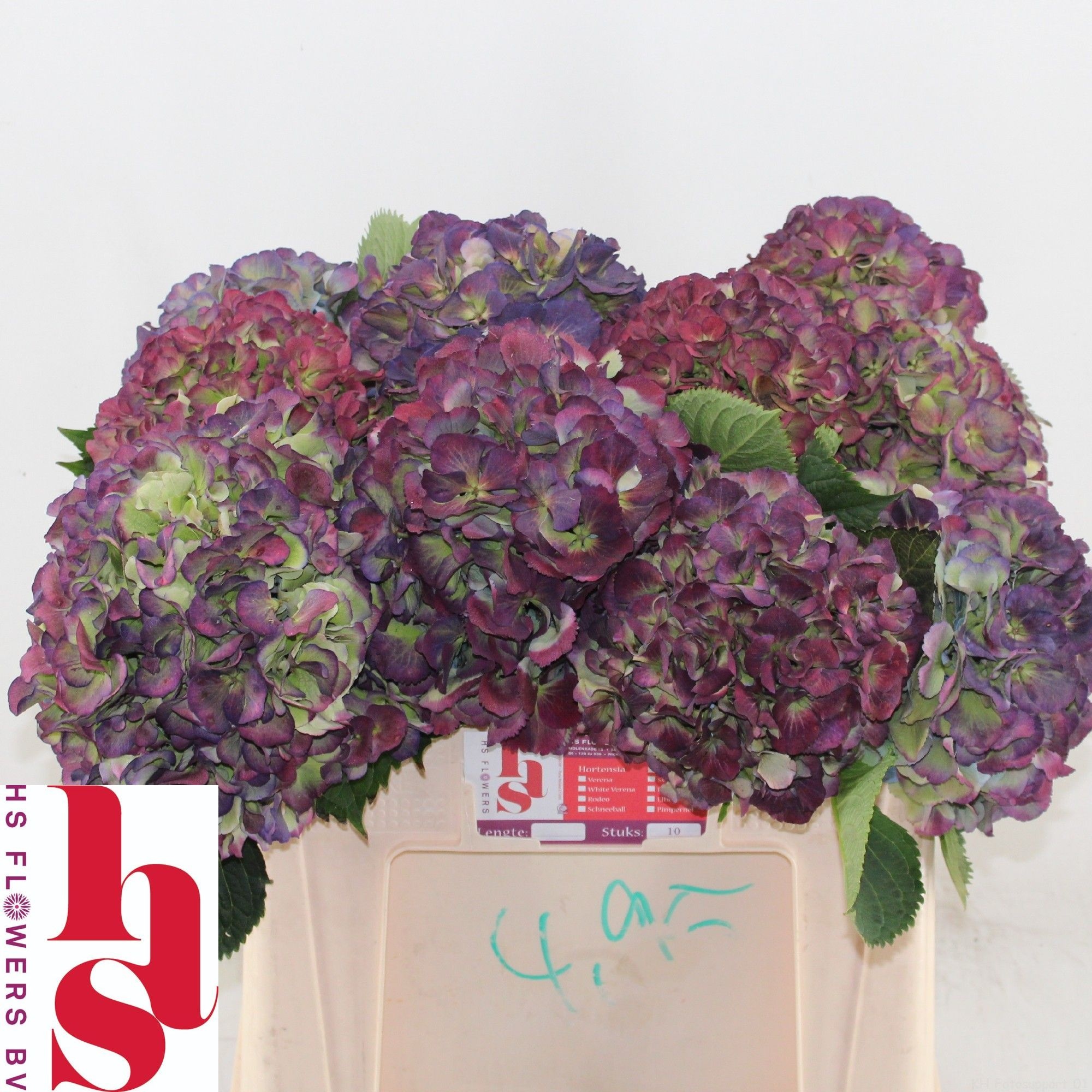 Hydrangea Elbtal Classic Pink 50cm 18Ø