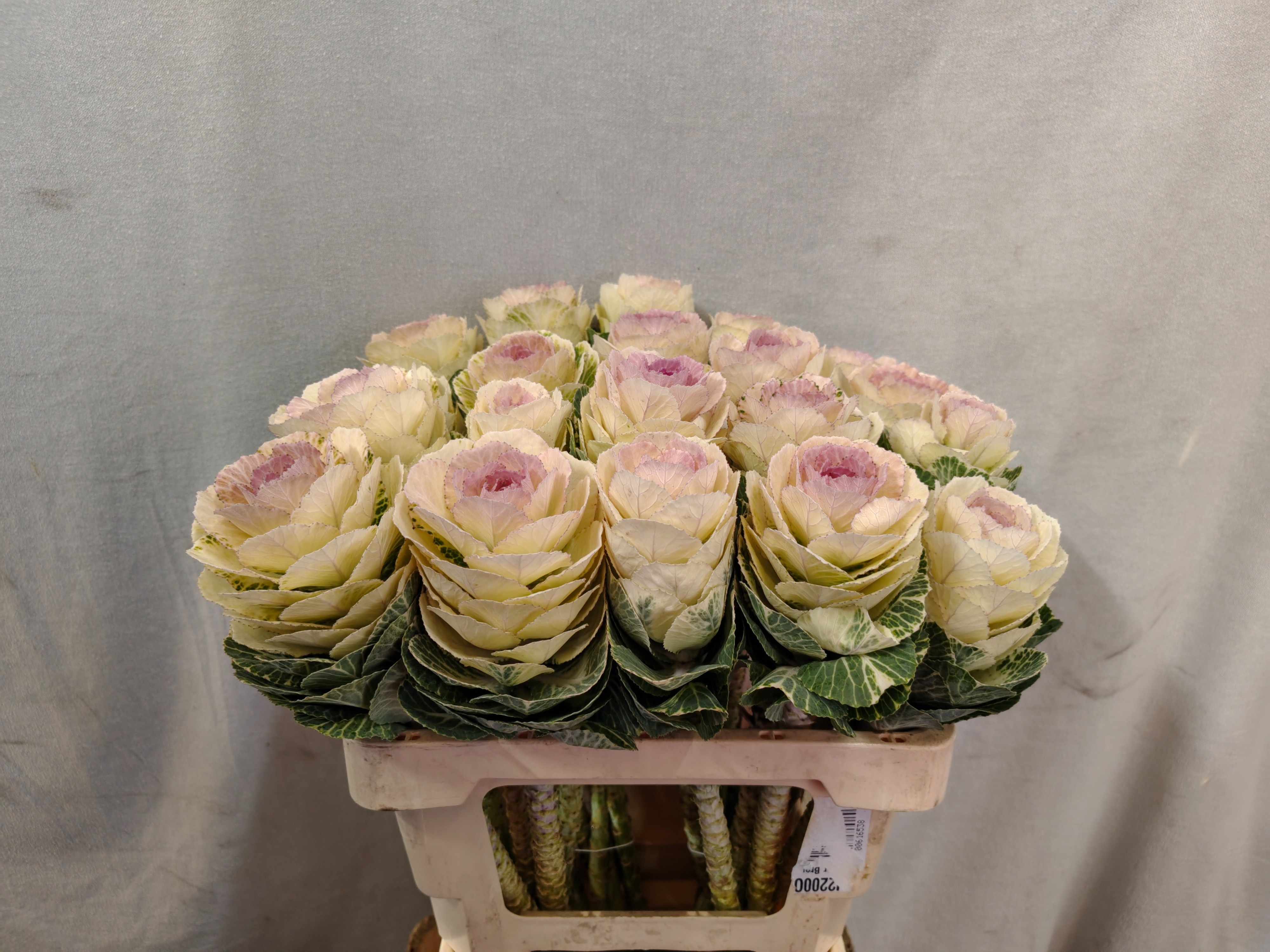 Brassica Condor White 60cm