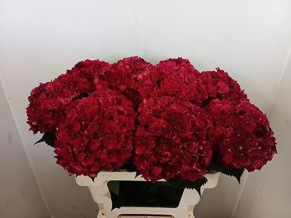 Hydr M Mag Rubyred