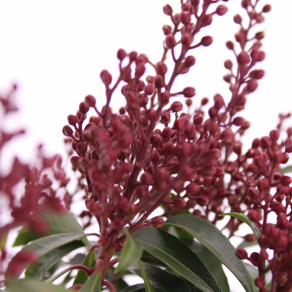 Picture of Pieris jap. 'Bonfire'