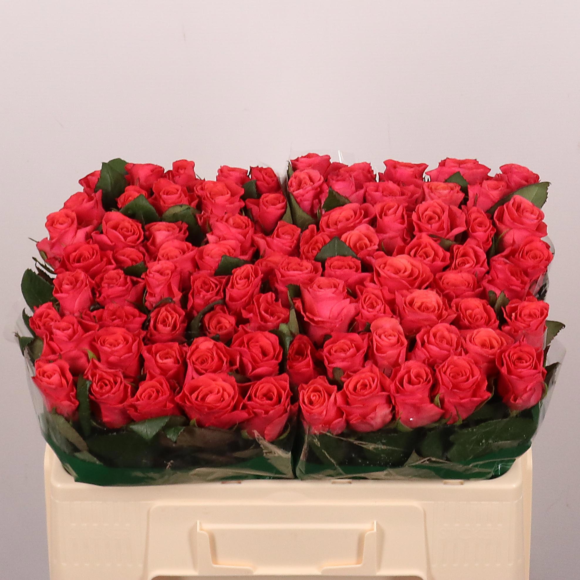 Rosa Pink Tacazzi 50cm
