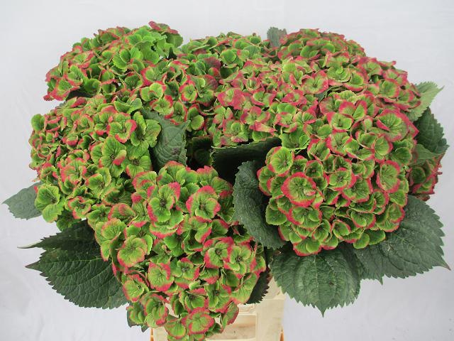 Hydrangea Amathyst 60cm 20Ø