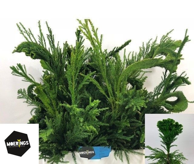 Crypto Japo Cristata 50cm 300gram