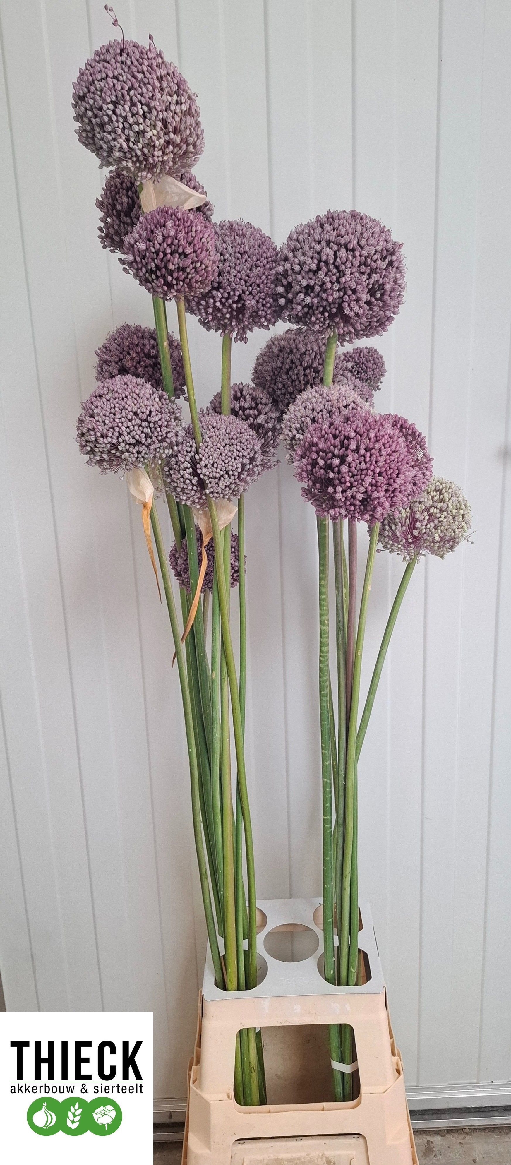 Allium