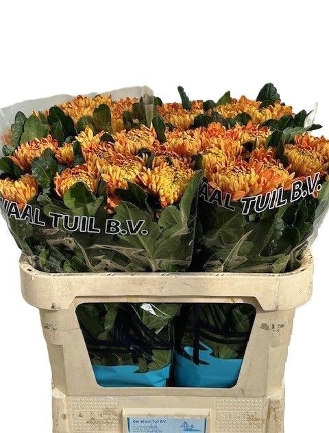 Chrys Single Astro 70cm 120gram