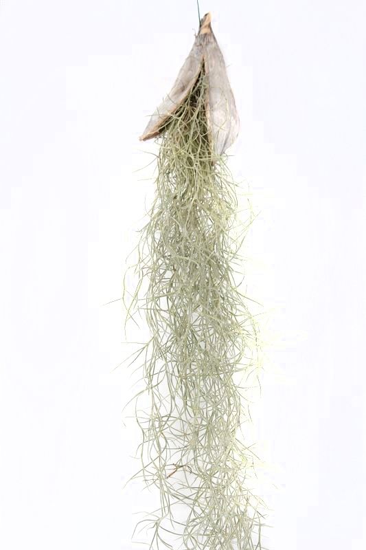 Till Usneoides