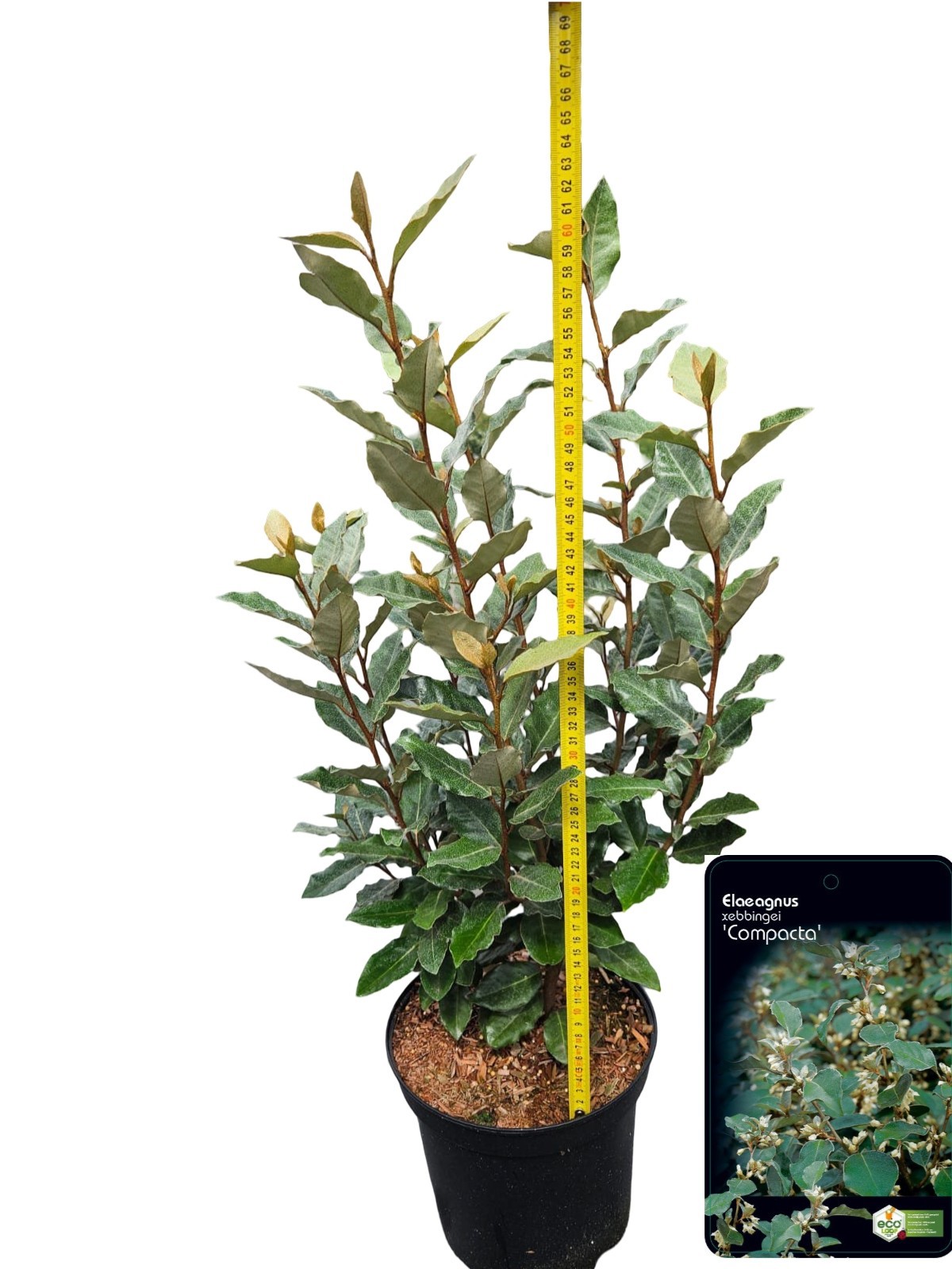 Picture of Elaeagnus ebbingei 'Compacta' C5