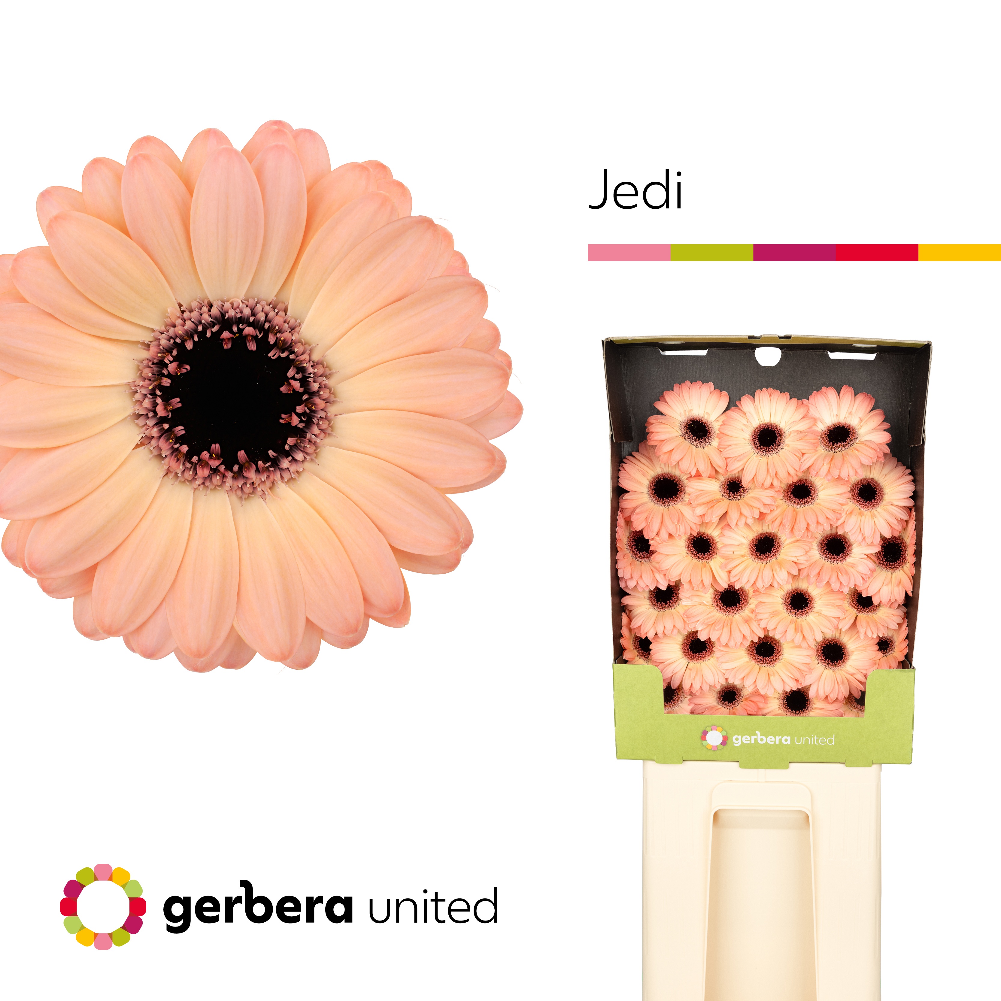 Germini Jedi Diamond