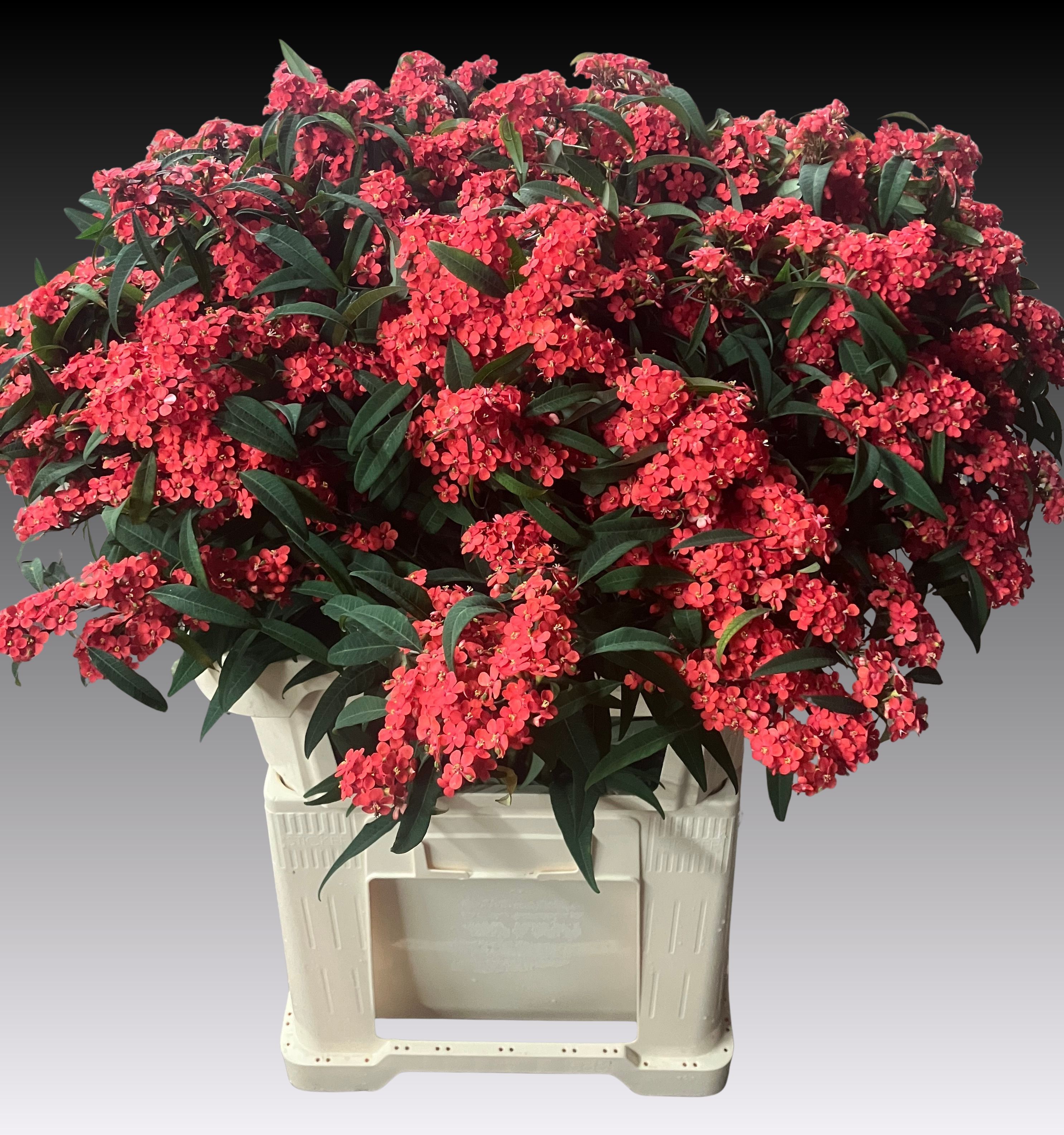 Euphorbia Spray Marielle 80cm