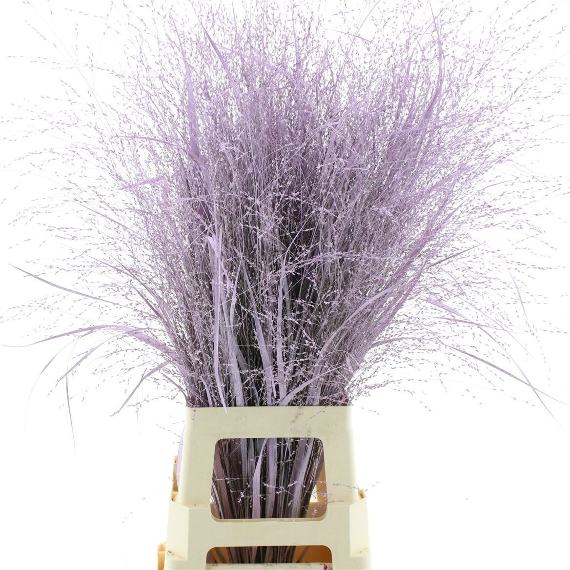 Ornamental Grass Painted (PANICUM)