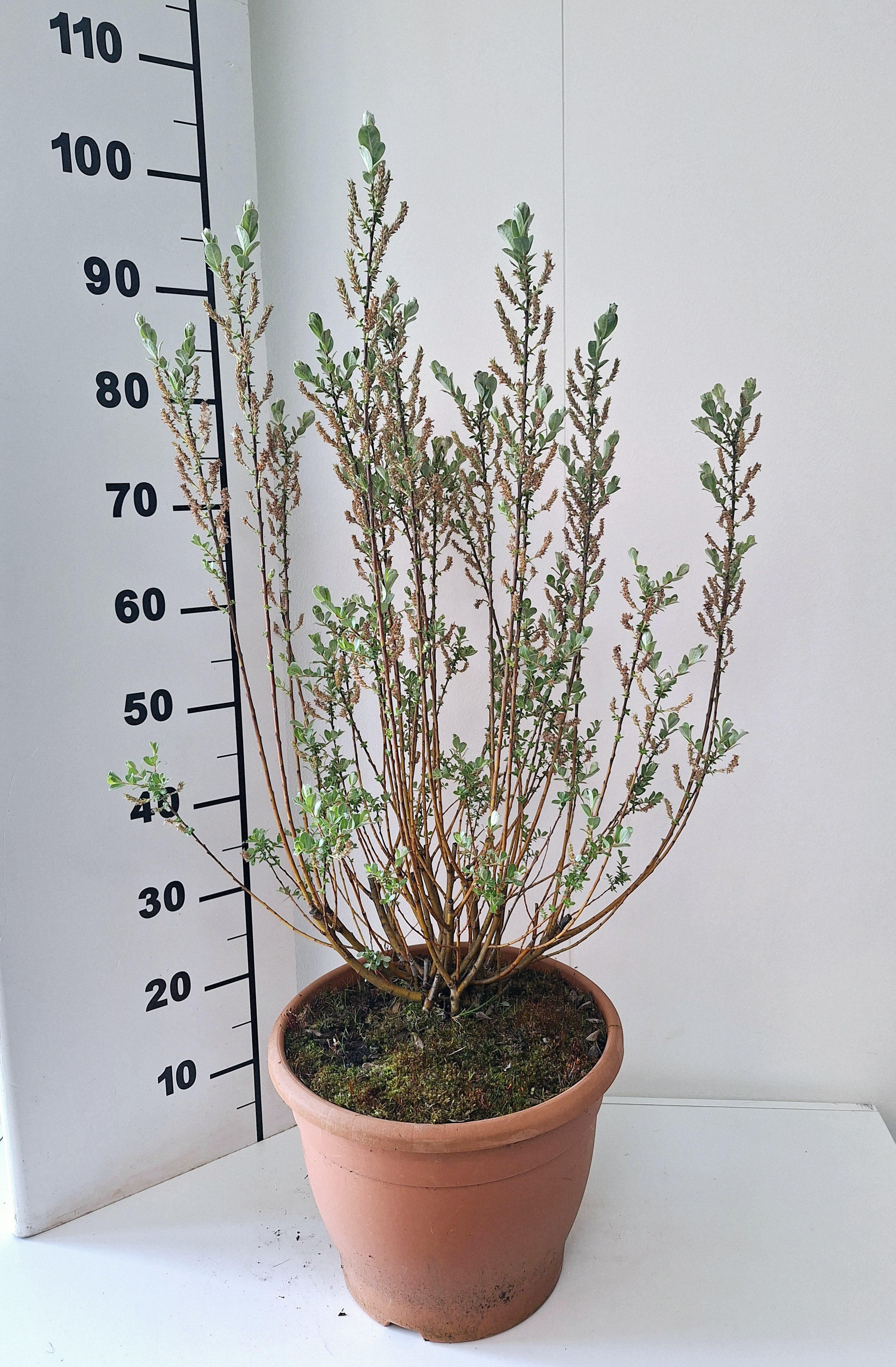 Picture of Salix Irrorata bush p32