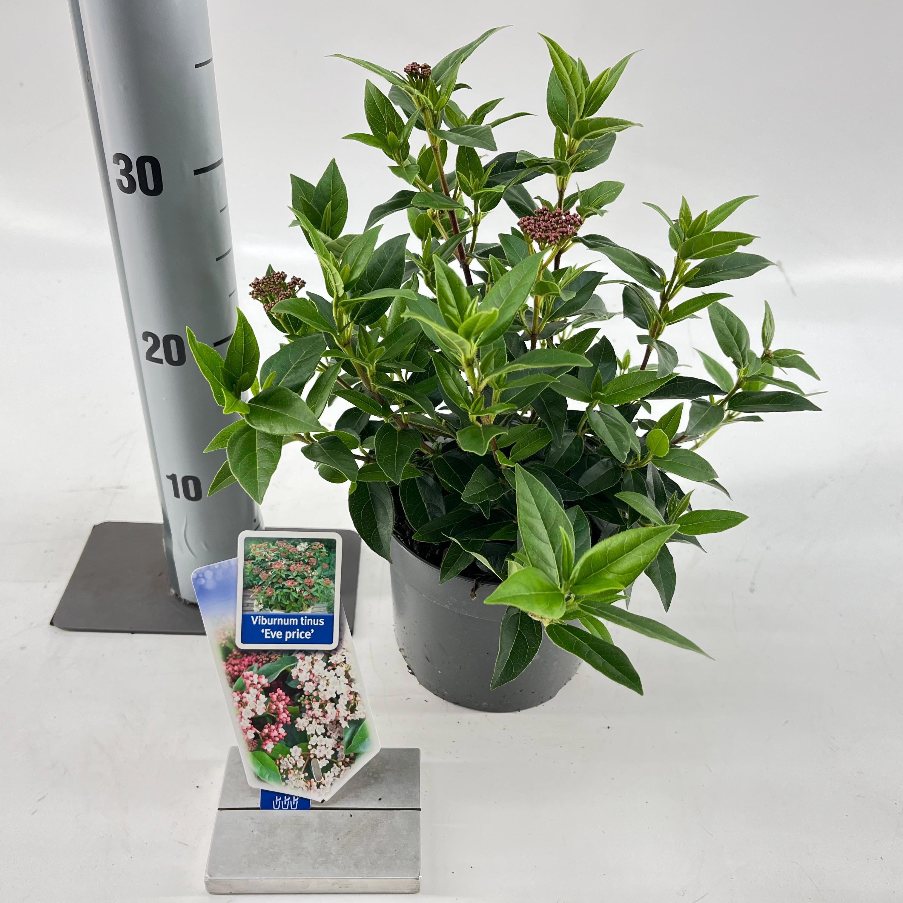 Picture of Viburnum tinus ‘Eve Price’