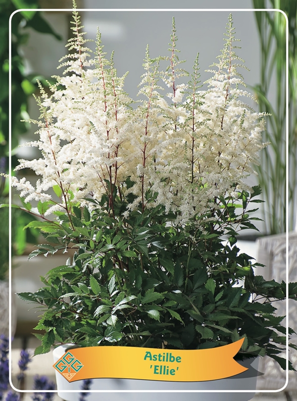 Picture of Astilbe mix 6x10 srt. per shelve P11