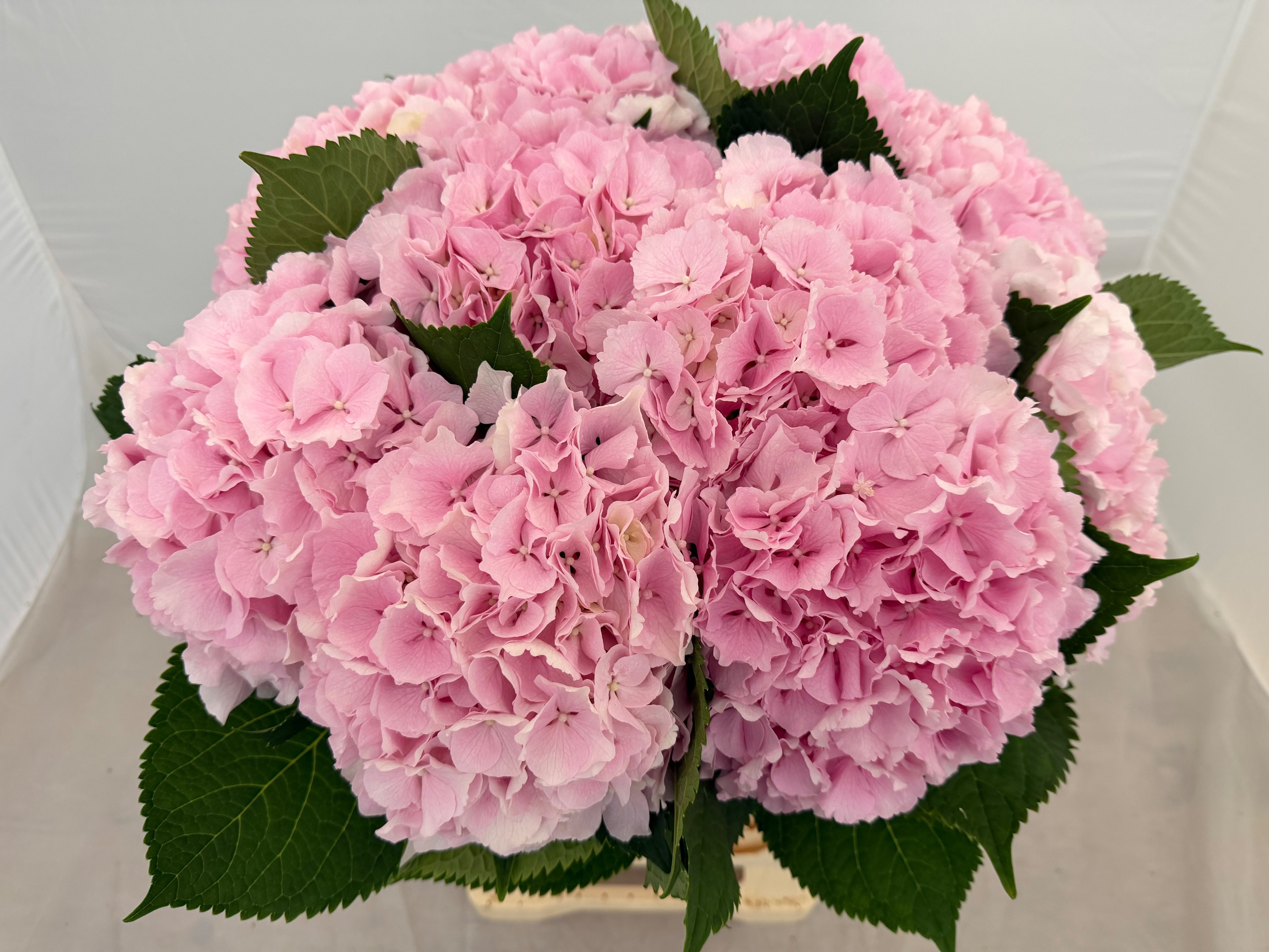 Hydrangea Verena Pink 60cm 21Ø
