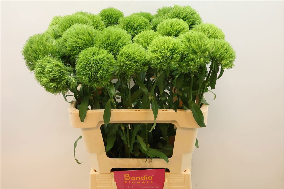 Dianthus Barb Kiwi Mellow 60cm
