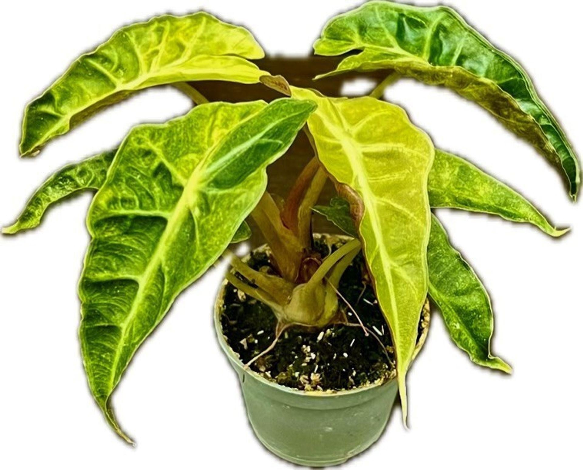 Alocasia Bambino Aurea Variegata