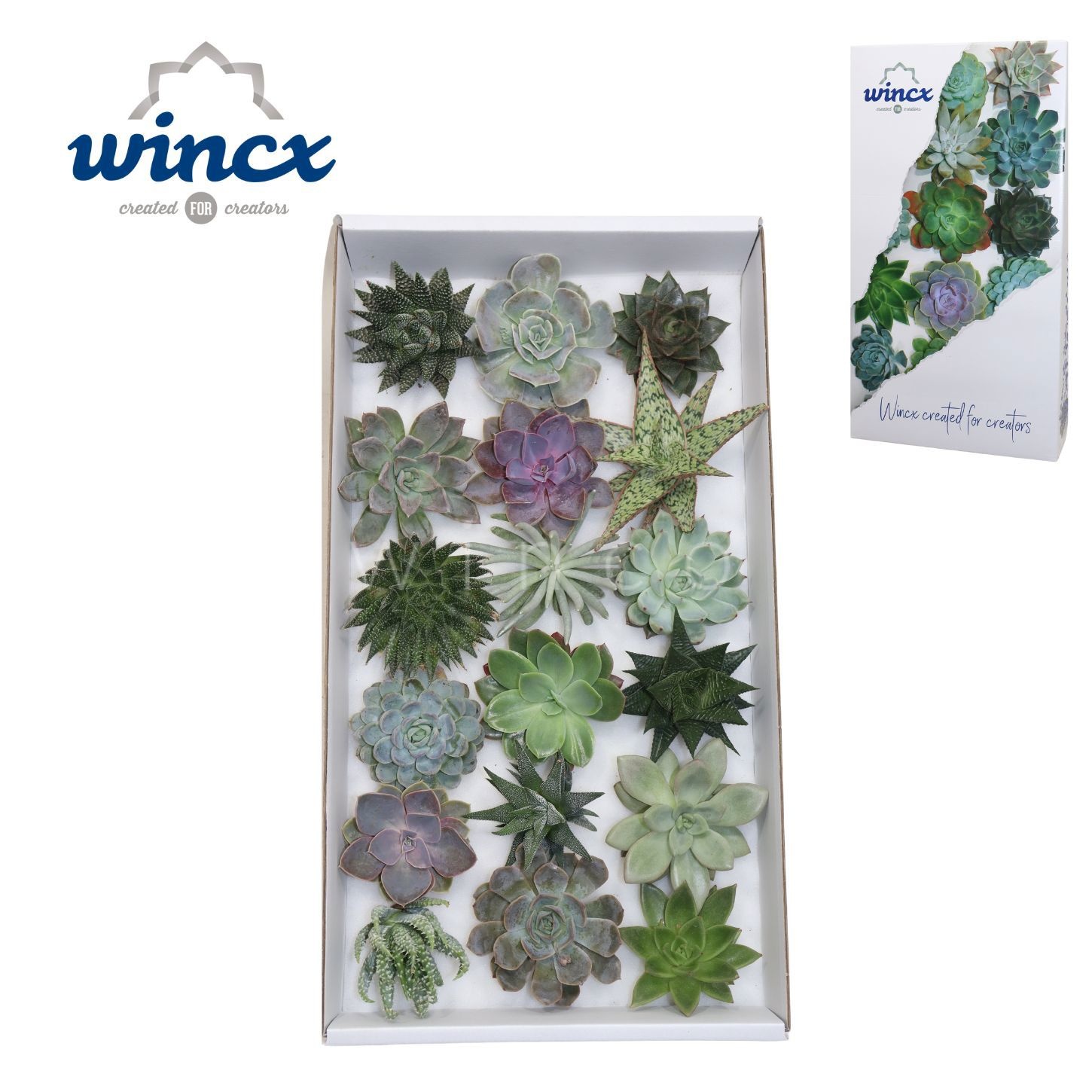 Succulenten Gem Bs