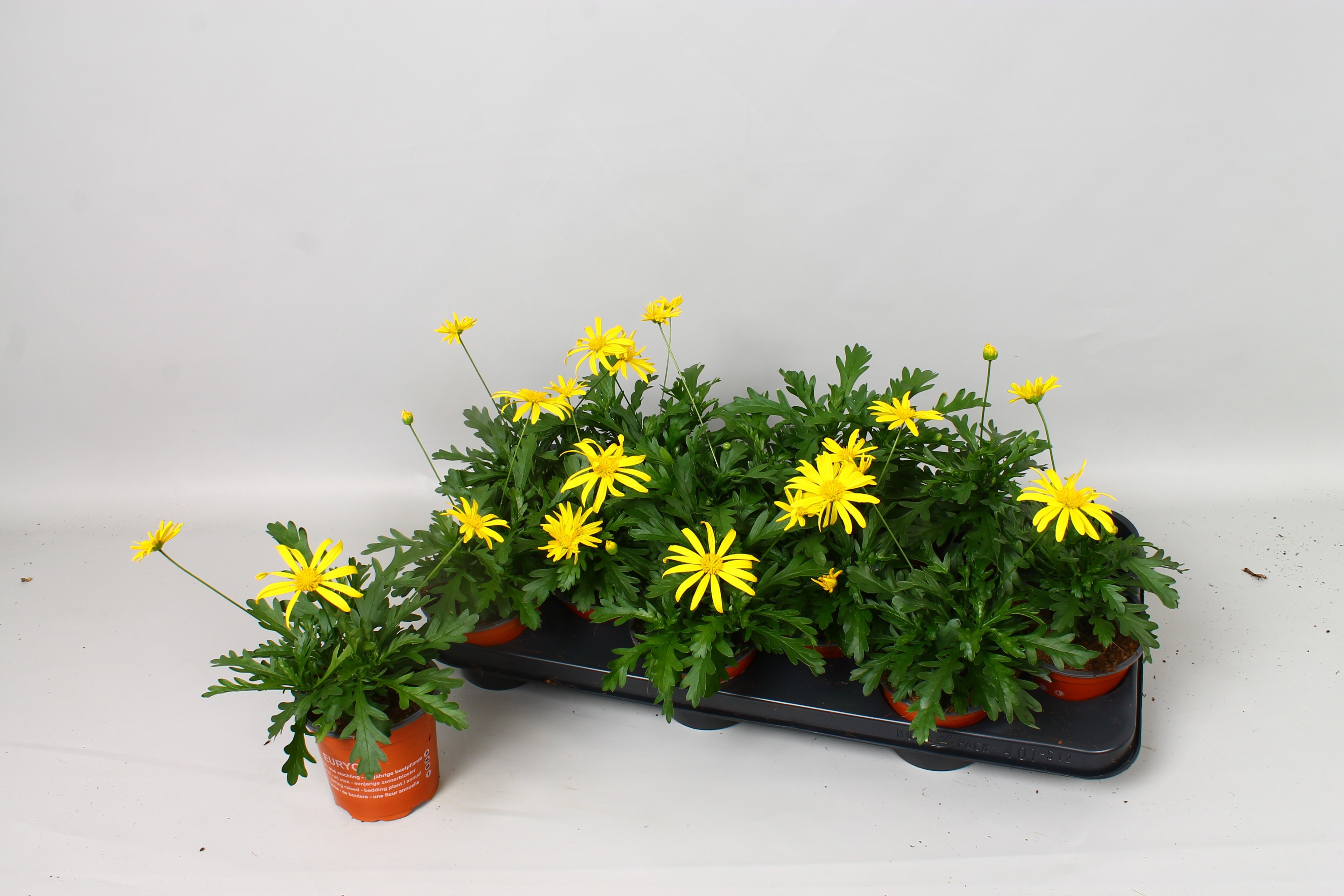 Euryops chrysanthemoides 'Sonnenschein' | Hamiplant