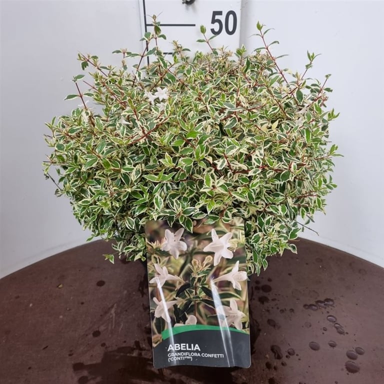 Picture of Abelia grandifl. Confetti P29 (10 Ltr) (LOOSE)