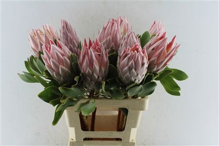 Protea Cynaroides 60cm