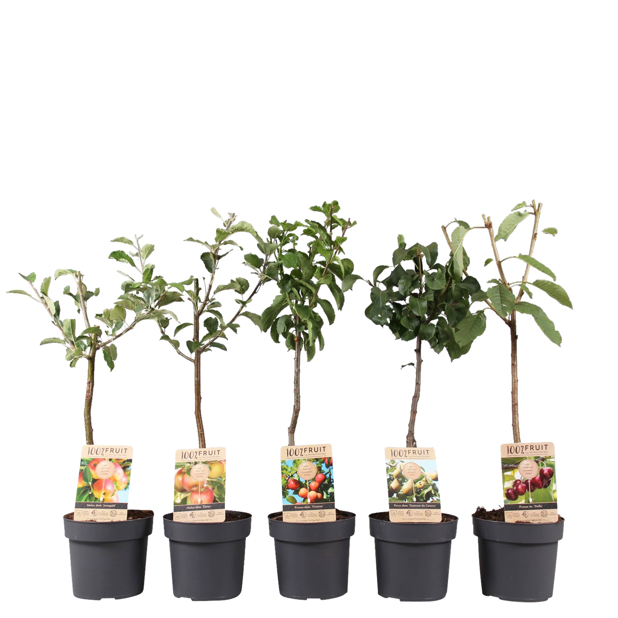 Picture of Patio fruit trees in varieties P21 (4 Ltr)