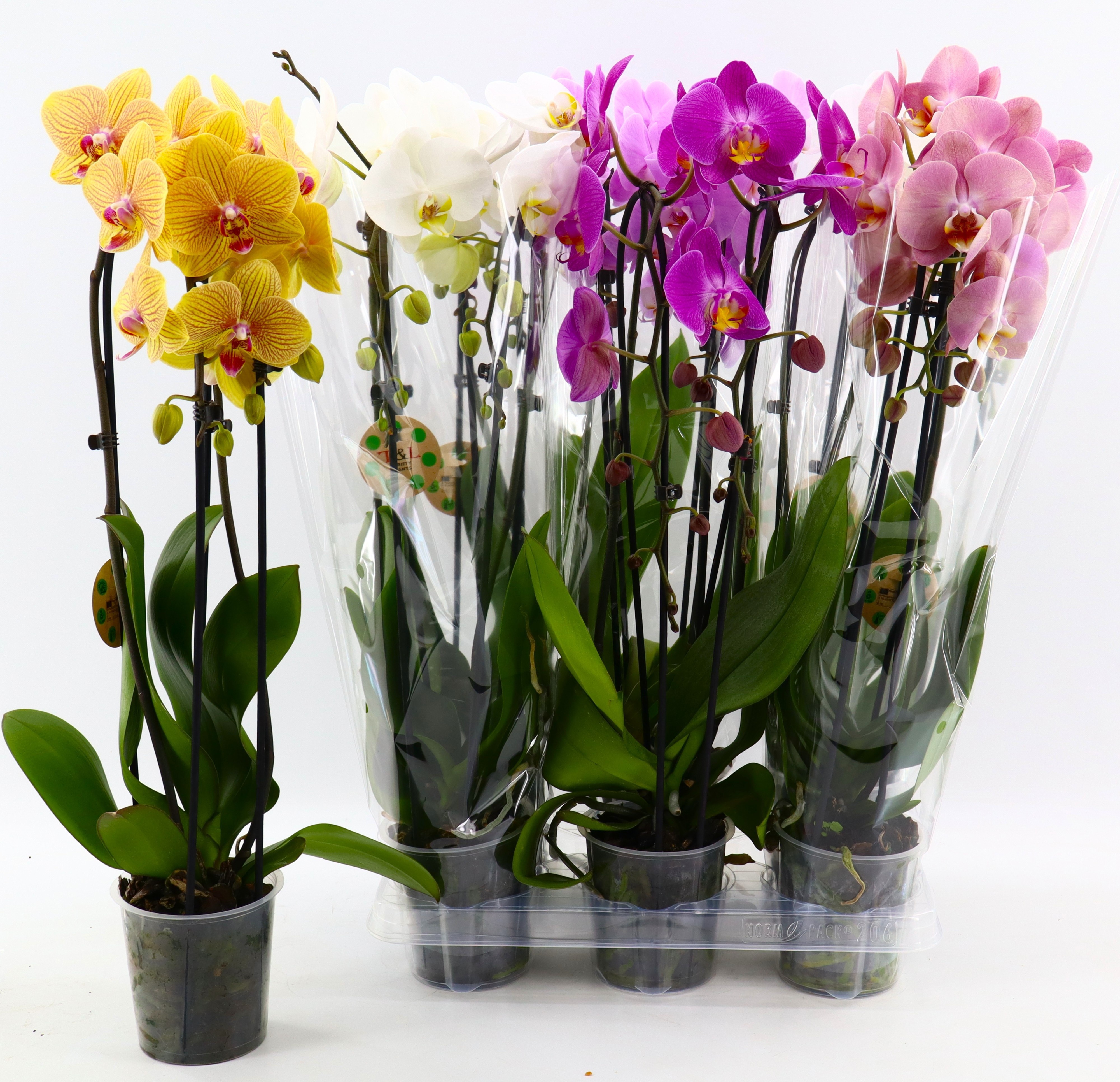 Phal El Cascade 12P 50H 2TAK 14bloem 34bloei