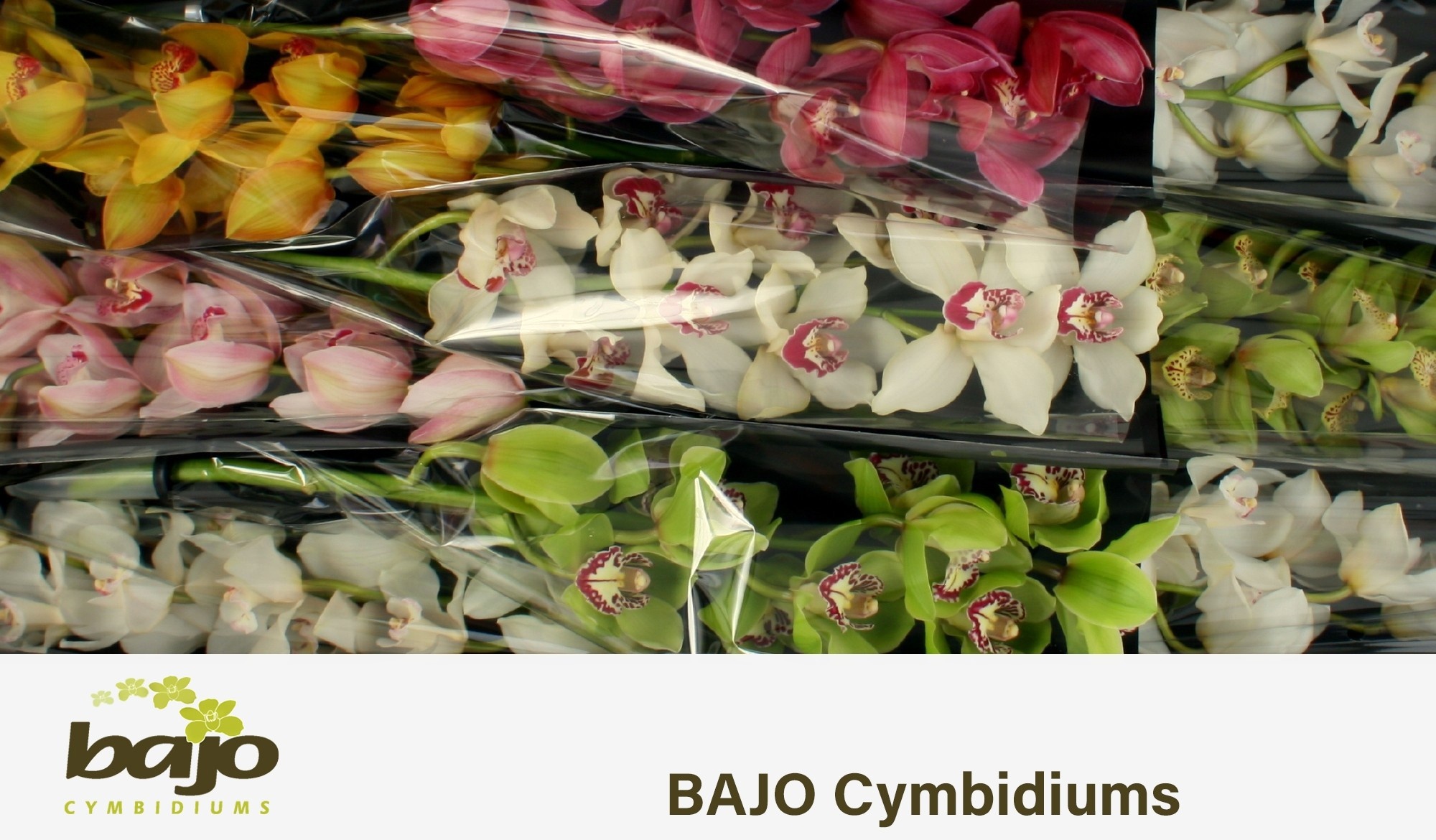 Cymbidium Asst 9bl